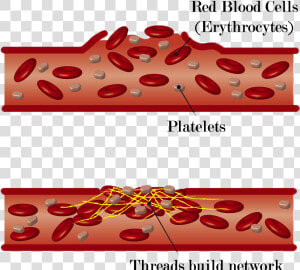 Blood Clot Cartoon  HD Png Download