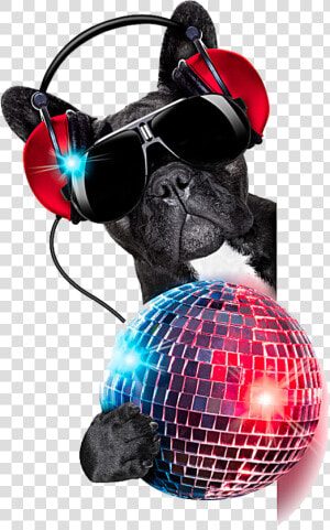 Jockey Colored Photography Dog Ball Nightclub Disc   Disco Dog Png  Transparent Png