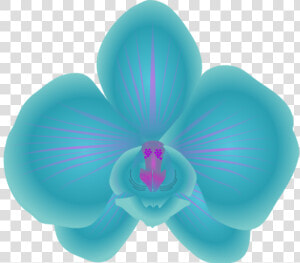 Transparent Orchids Png   Blue Orchid Clip Art  Png Download