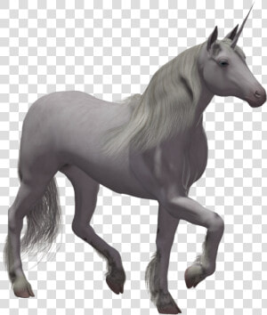 Grab And Download Unicorn Transparent Png File   Real Unicorn With No Background  Png Download