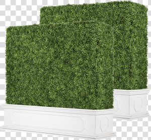 Hedge  HD Png Download