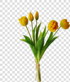 Yellow Tulips Png Transparent Image   Tulip 5  Png Download