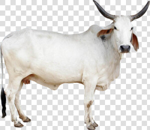 Cow Png Image   Indian Cow Images Png  Transparent Png