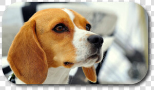 Beagle Dog Face  HD Png Download