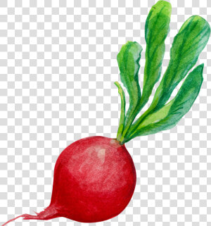 Radish Carrot Clip Art   Radish Transparent  HD Png Download