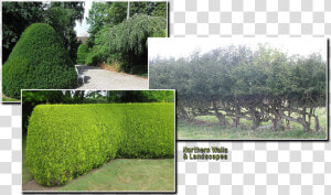 Placeholder Image   Hedge  HD Png Download