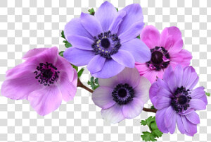 Transparent Rosemary Clipart   Anemone Flower Png  Png Download