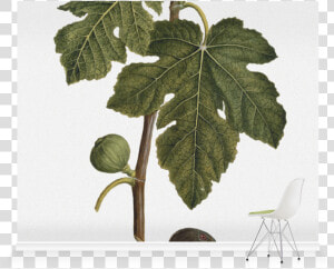 Vitis  HD Png Download