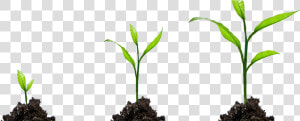 Sprout Png  Transparent Png