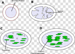 Chloroplast De   Circle  HD Png Download