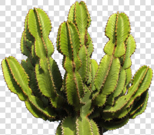 Cactus Png Image   Transparent Background Cactus Transparent  Png Download