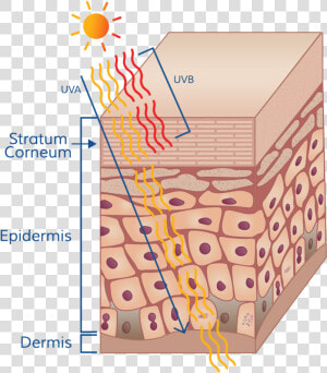 Ultraviolet Radiation  from The Sun Is Grouped Into  HD Png Download