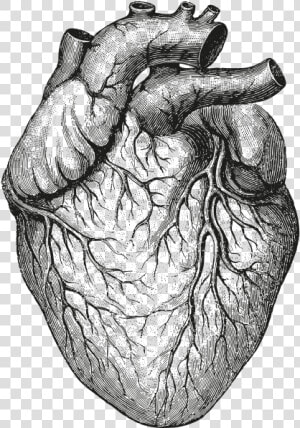 Human Body heart drawing black And White sketch gesture   Transparent Background Anatomical Heart Png  Png Download