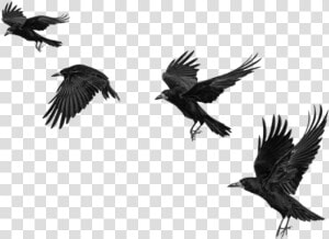  raven  ravens  birds  bird  crow  crows  fly  blackbirds   Crow Png For Picsart  Transparent Png