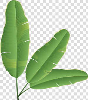 Banana Leaf Banana Bread Clip Art   Banana Leaves Clip Art  HD Png Download