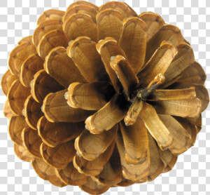 Conifer Cone pine plant pine Family natural Material   Pine Cone Top View  HD Png Download