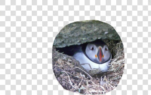  puffin  bird  cute  pngs  png  lovely Pngs  usewithcredit   Atlantic Puffin  Transparent Png