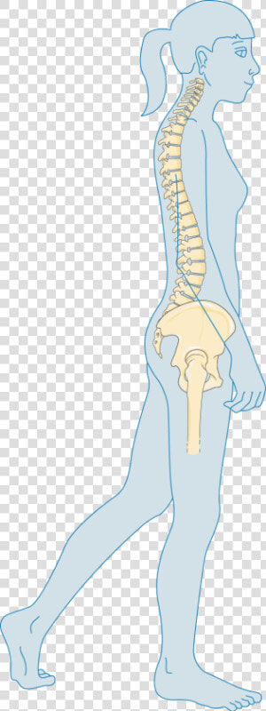 Transparent Femur Png   Osteoporosis  Png Download