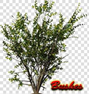 Bushes Png Hd   Shrub Png  Transparent Png