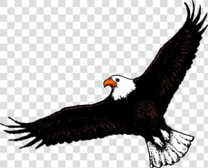 Bald Eagle Clipart Flight Clipart   Eagle Flying Clip Art  HD Png Download