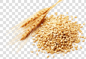 Free Png Download Wheat Png Images Background Png Images   Wheat Grains Png  Transparent Png