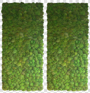 Bun Moss Wall 2   Interior Green Wall Texture  HD Png Download