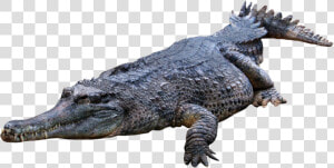 Crocodile  Gator Png   Crocodile Png  Transparent Png