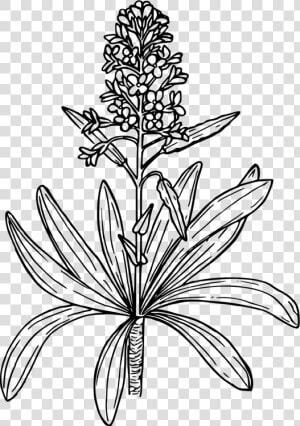 Line Art plant flora   Mustard Plant Drawing Easy  HD Png Download