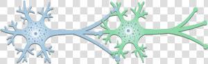 An Image Of A Synapse Between 2 Neurons Showing The   Neuron Png  Transparent Png