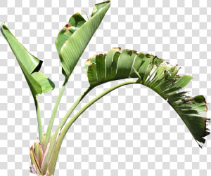 Strelitzia Png  Transparent Png