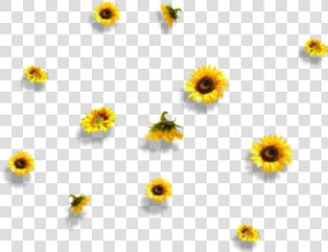  sunflower  flower  nature  falling   Aesthetic Sunflower Transparent Background  HD Png Download