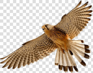 Download Free Falcon Birds Png Transparent Images Transparent   Falcon Png  Png Download