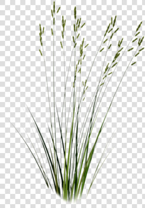 Long Grass Png   Sweet Grass  Transparent Png