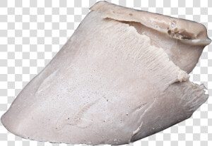 Foal Hoof Cast 2  HD Png Download