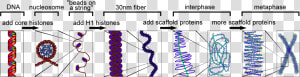 Hi C Chromatin Crosslinking  HD Png Download