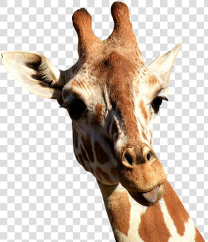 Giraffe  Cheeky  Stick Out Tongue  Funny  Cute  Animal   Teoria De Lamarck Maquetas  HD Png Download