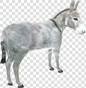 Donkey Png Download Image   Burro  Transparent Png