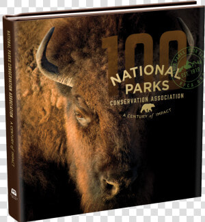 “a Century Of Impact” Class Img Responsive True   Close Up Of A Buffalo  HD Png Download