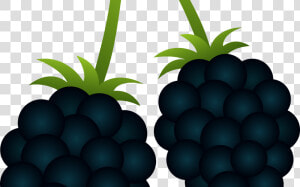 Transparent Berry Clipart   Clipart Blackberry Png  Png Download