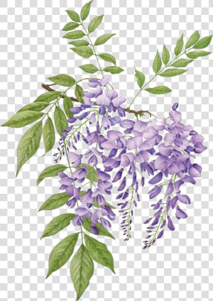 Wisteria Botanical Illustration  HD Png Download