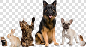 We Care For Many Kinds Of Animals   Dog Walking And Pet Sitting  HD Png Download