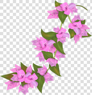 Bougainvillea Flower Png  Transparent Png