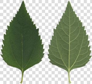 Transparent Leaf Texture Png   Birch Tree Leaf Texture  Png Download