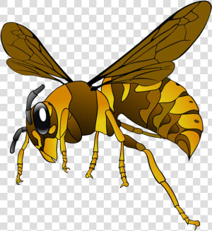 Hornet  Wasp  Insect  Bee  Brown  Yellow  Wings   Green Hornet Clipart  HD Png Download