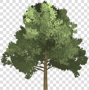  arbol  naturaleza  verde  paisaje  zeezii88  zeezii88   Tree Illustration Png  Transparent Png