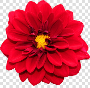 Flower Png Image   Bloem  Transparent Png