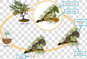 Life Cycle Of Conifer Plant  HD Png Download