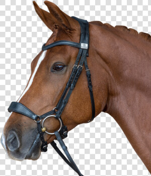 Transparent Horse Mask Png   Fairfax Drop Noseband Bridle  Png Download