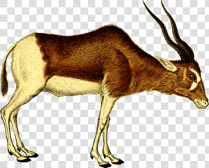 Antelope cattle Like Mammal springbok   Antelope Clipart  HD Png Download