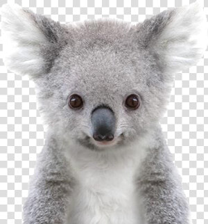 Koala Png Free Pic   Baby Koala Black And White  Transparent Png